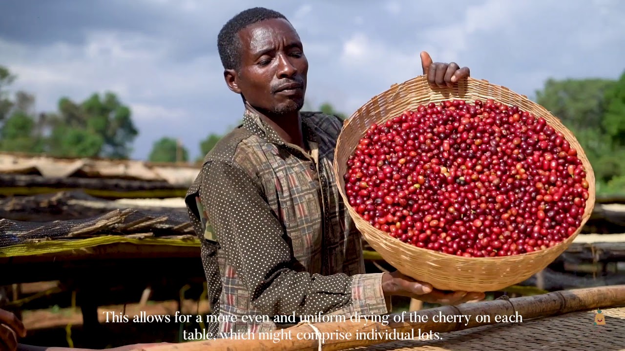 Natural Coffee Process معالجة القهوة الطبيعية