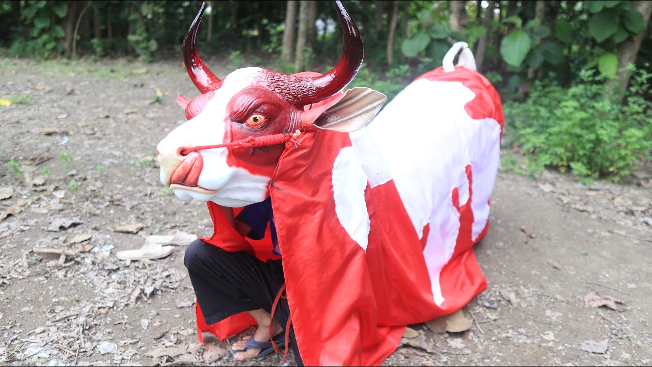KEREN‼️ BANTENGAN SAPI MBEROT MERAH DI PASANGI KEMUL LANGSUNG DI AJAK KALAPAM