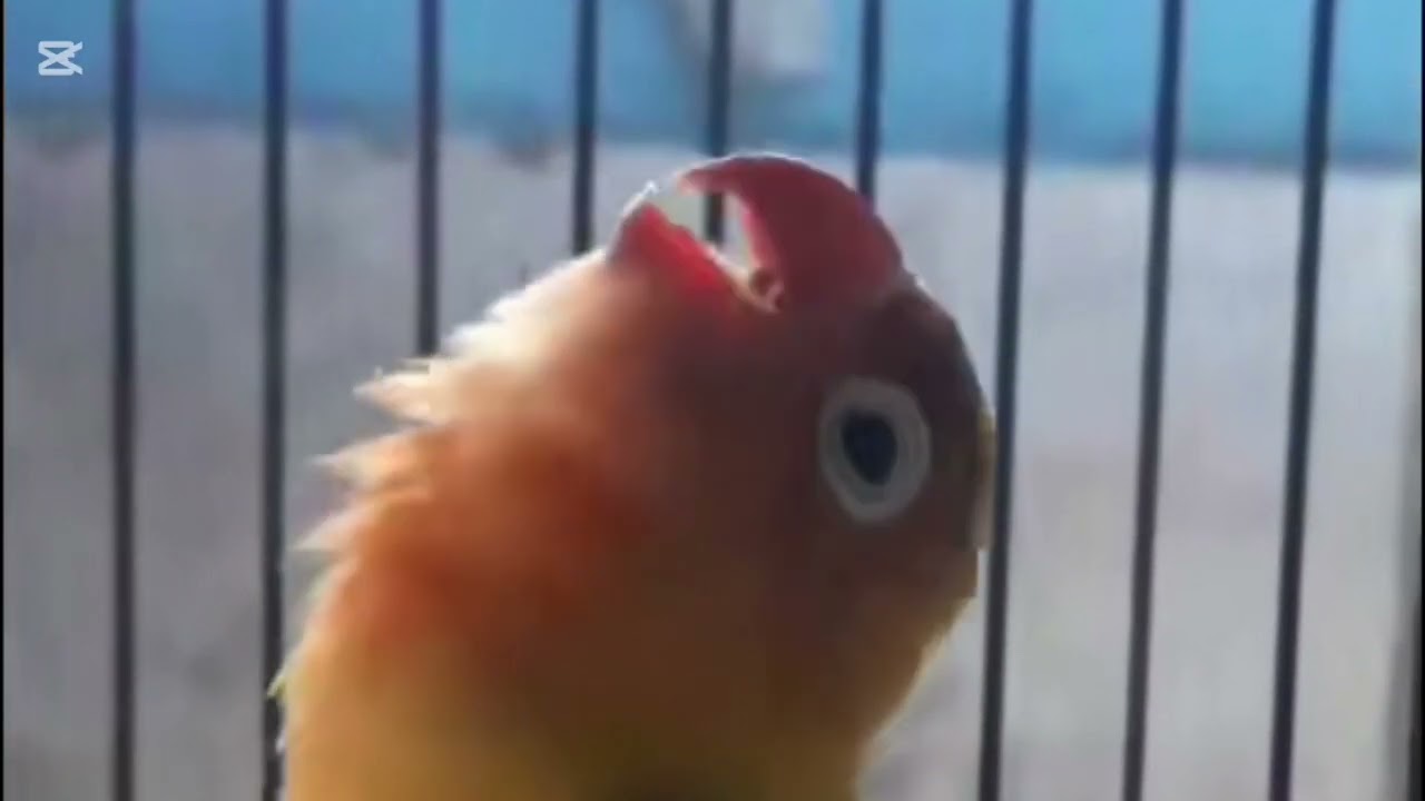 Lovebird ngekek panjang dengan variasi isian terbaik dan tembakan mewah 3 februari 2026