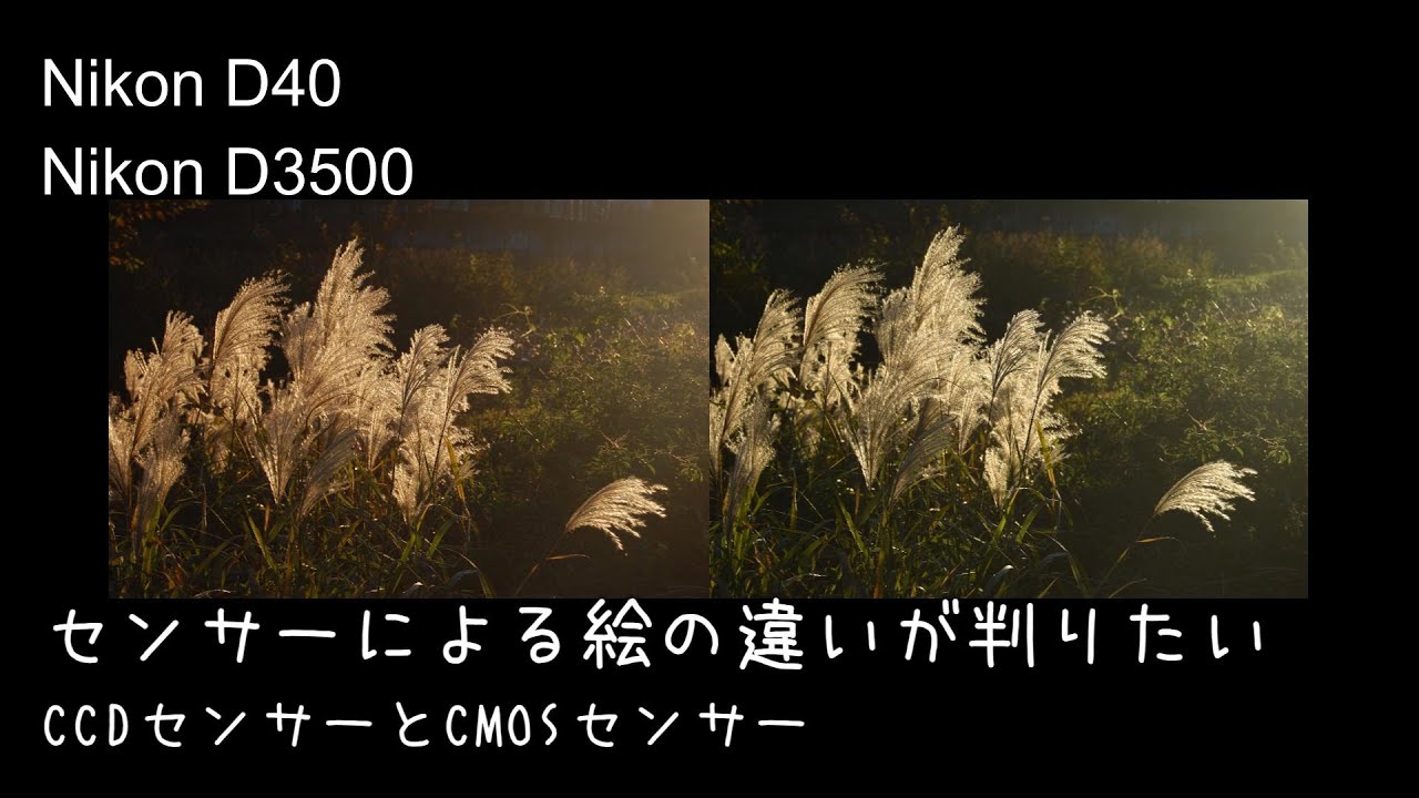 センサーによる絵の違いを判りたい　CCDセンサーとCMOSセンサー JPEG撮って出し 20241130　Nikon D40　Nikon D3500