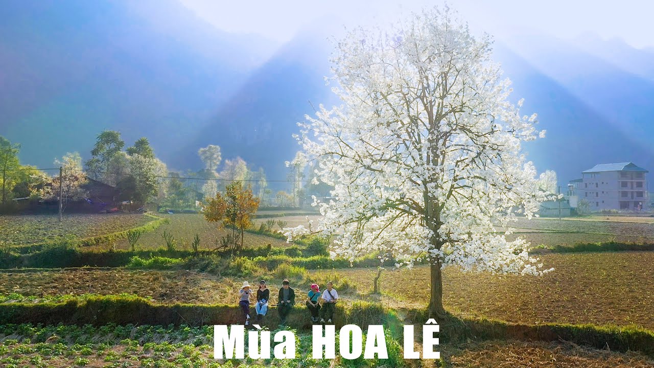 Thung lũng hoa lê cổ thụ ở Xuân Trường, Bảo Lạc, Cao Bằng - Pear Flower Valley Cao Bang Travel