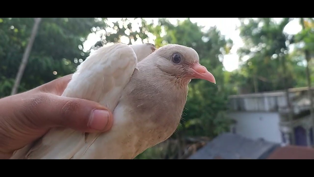 একটা নতুন ভিডিও নিয়ে এসেছি  (Pigeon love pA 🕊️