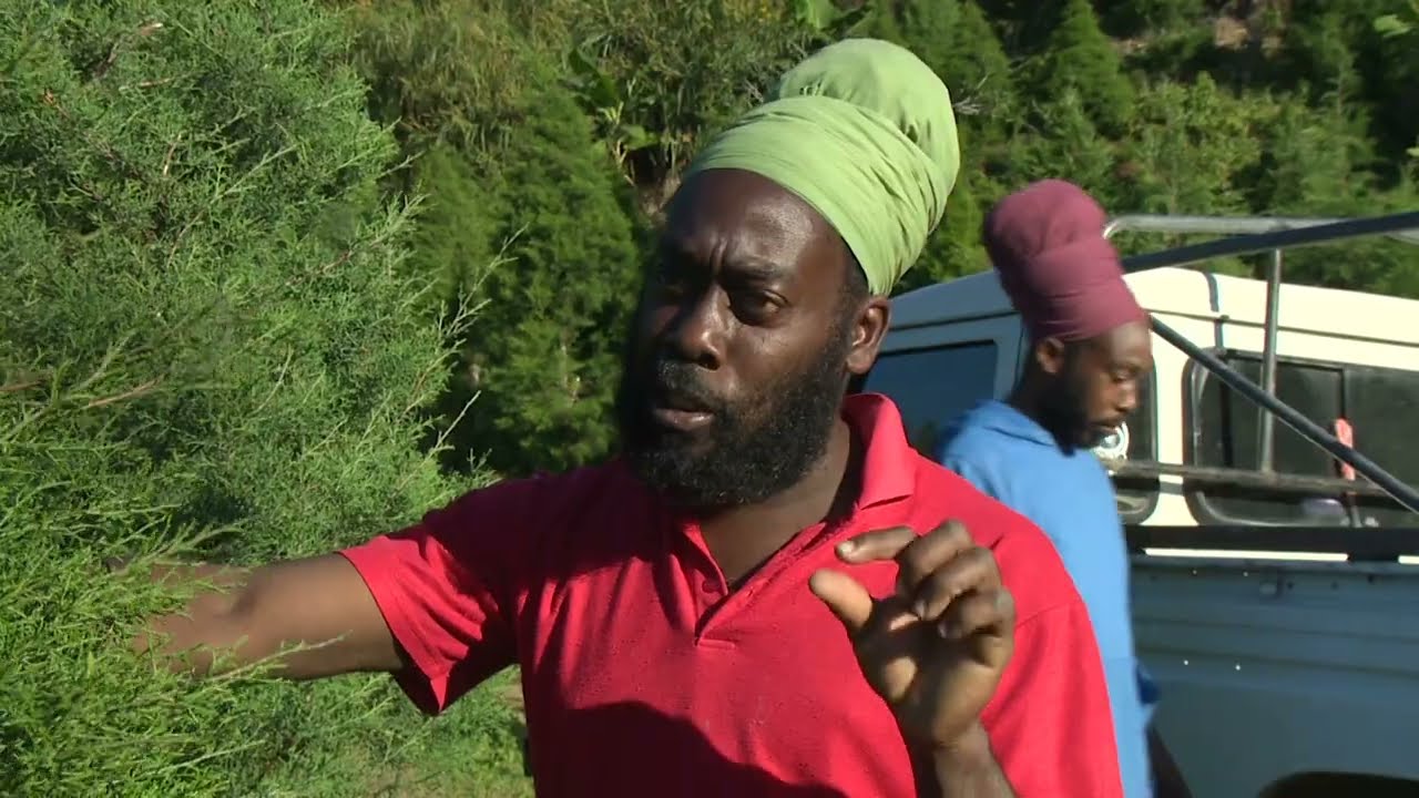 Evergreen Christmas  Tree Farmers In  Penlyne Castle , St. Thomas Jamaica