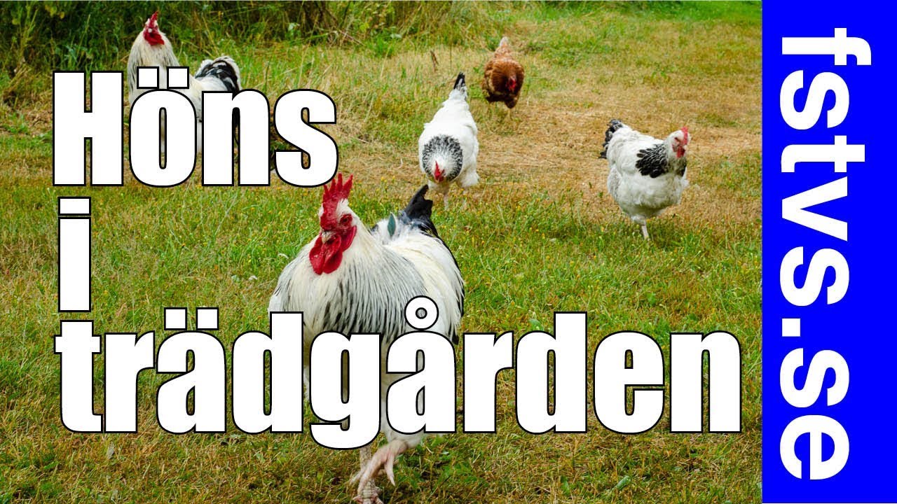 Höns i trädgård
