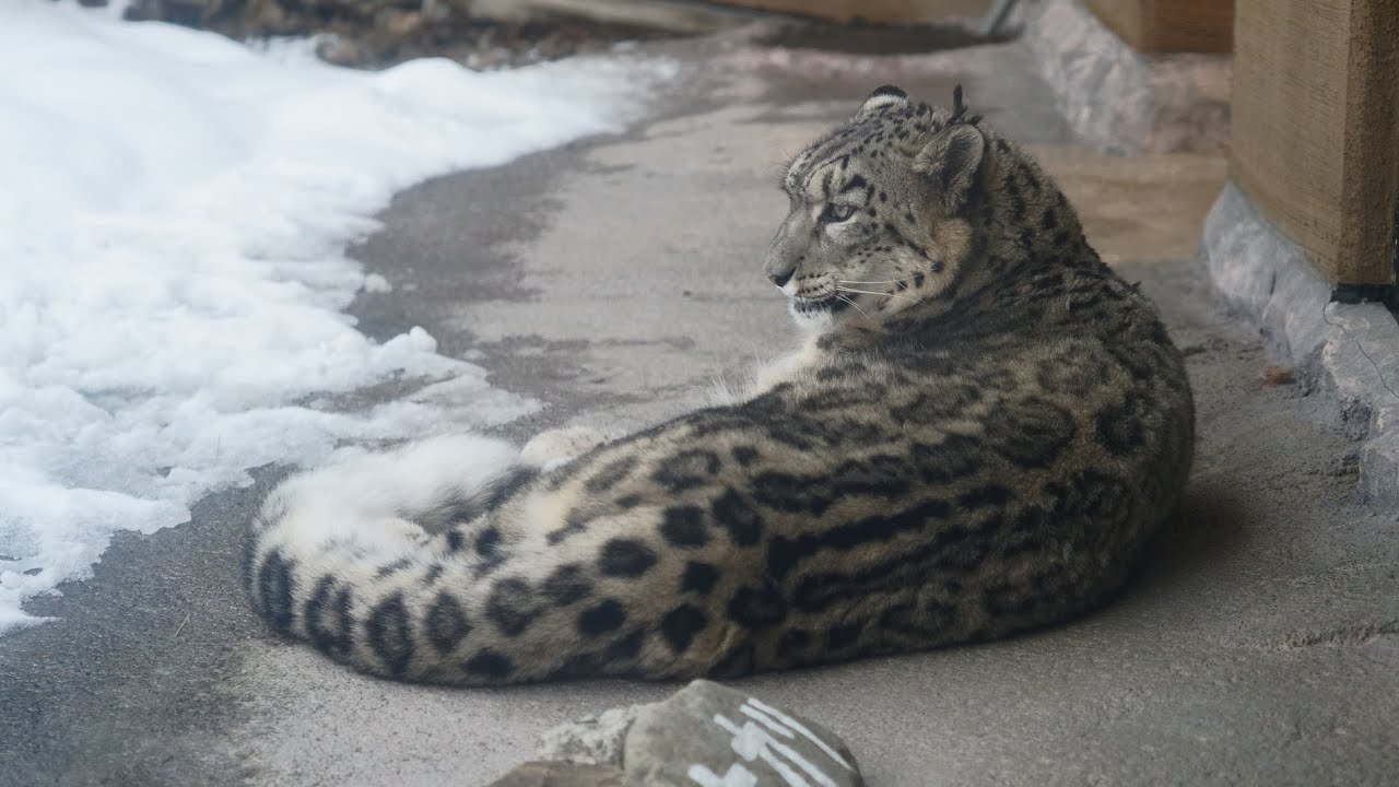 ホットスポットでごろごろしてました（円山動物園　ユキヒョウのヒカリ） #snowleopard #bigcat
