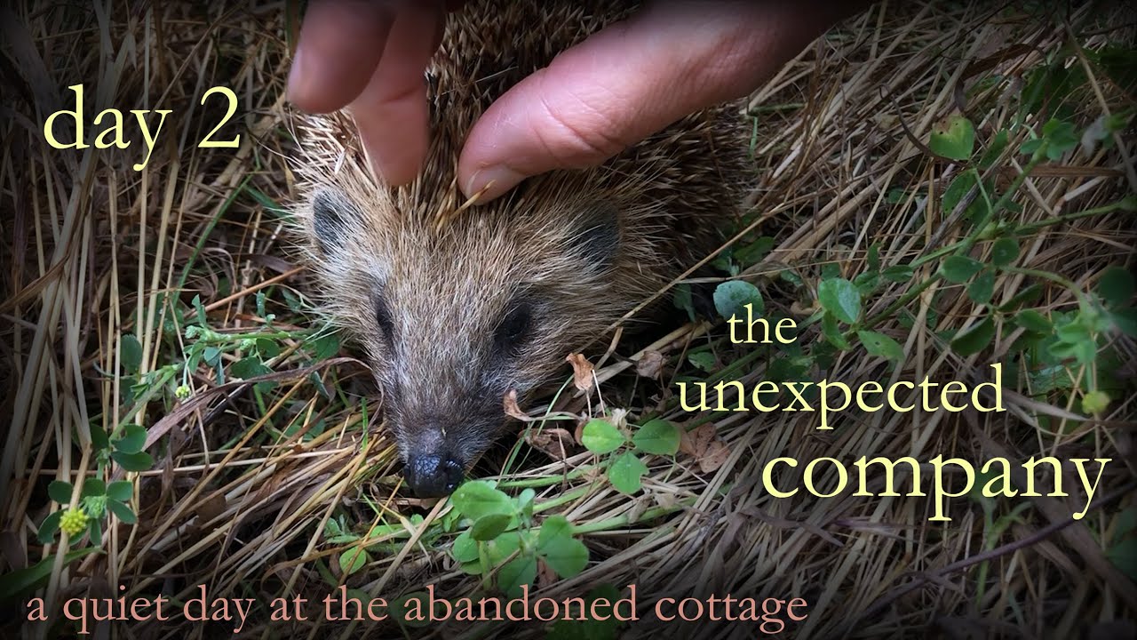 a quiet day alone at my childhood abandoned cottage | day 2 – I’m starting to like it here