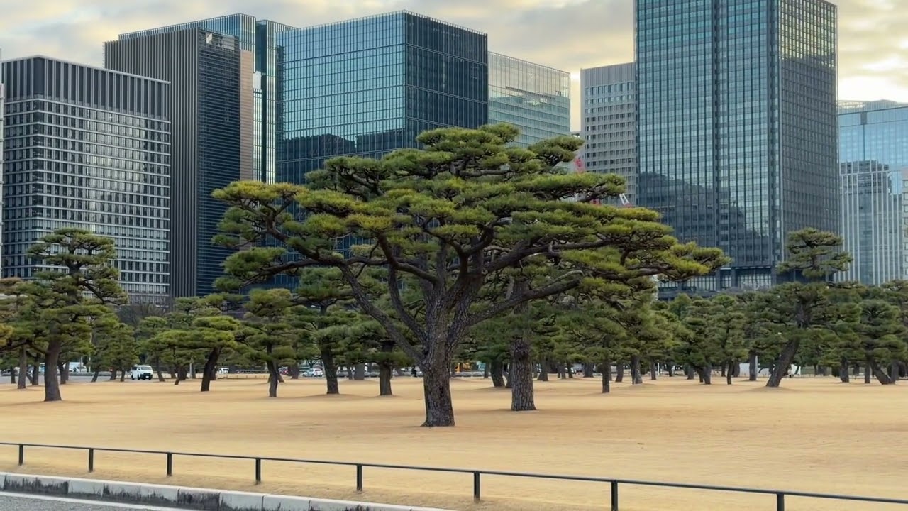 【東京散步】清晨的千代田區：皇居護城河畔，尋找那不到10棵的初綻櫻花