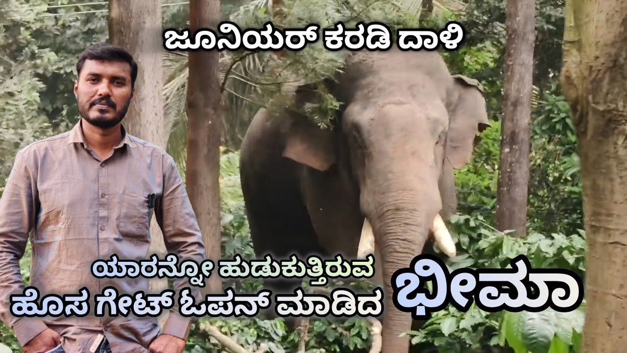 ಇದು ಭೀಮಾ ಪವರ್! ಹೊಸ ಗೇಟ್ ಓಪನ್ 🦣ಹೊಸ ಆನೆಗಾಗಿ ಭೀಮಾ ಹುಡುಕಾಟ! ಕಾರಣ ಏನು? 🔥