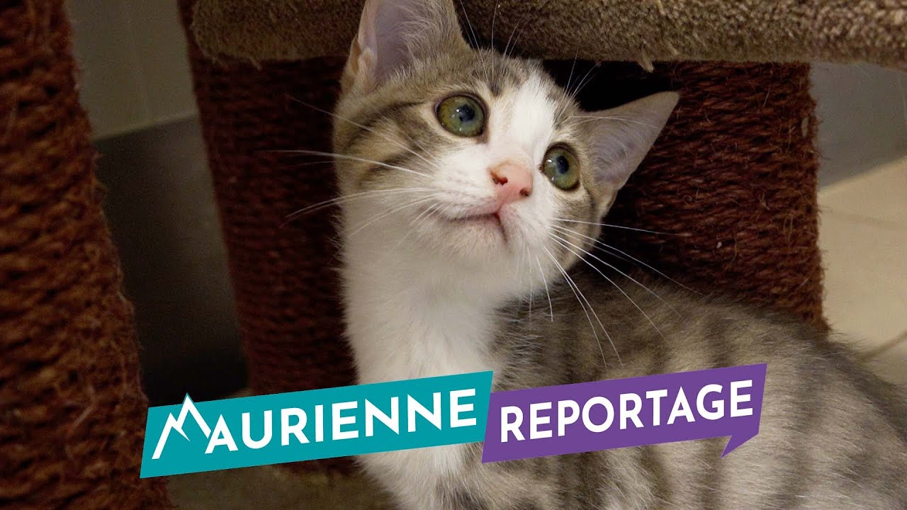 Maurienne Reportage #244 - Découverte du refuge pour animaux à Saint-Jean-de-Maurienne
