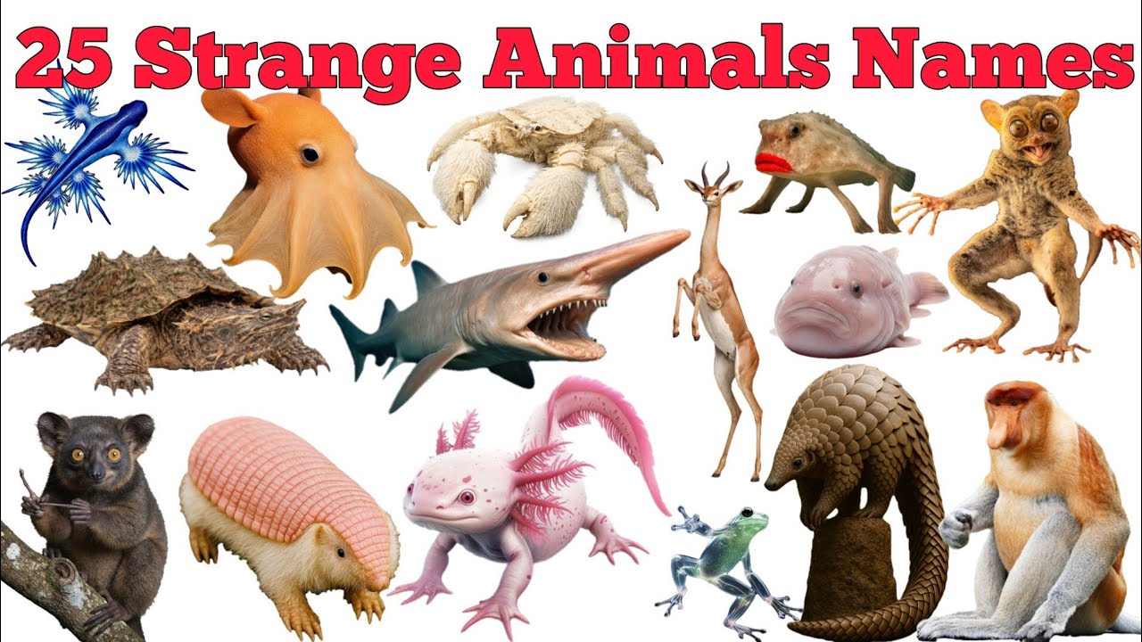 Learn 20 Strange Animals Names In English & Hindi With Fun Facts | Fun Learning For Pre-school Kids