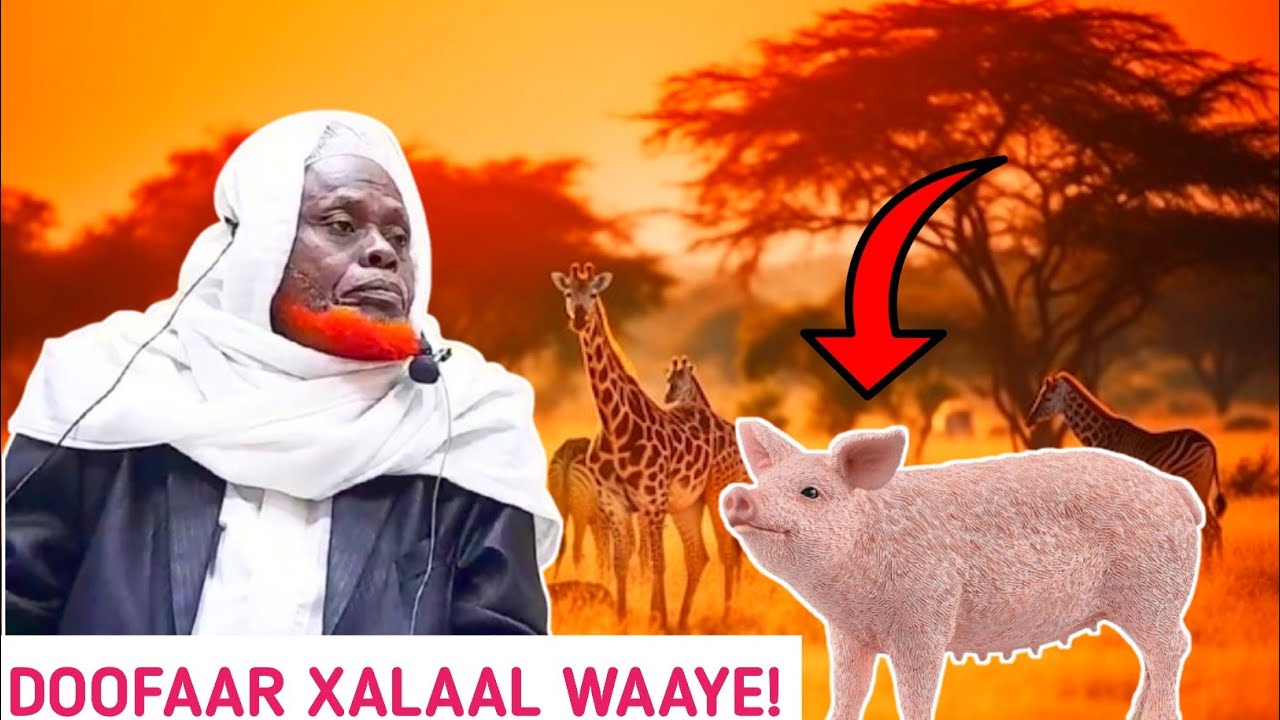 DOOFAAR HILIBKIISA GOORMUU XALAAL TAHAY.
