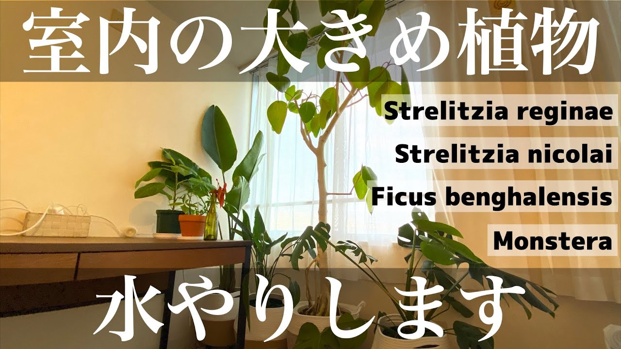 室内の大きめ植物に水やりをする作業動画｜vlog