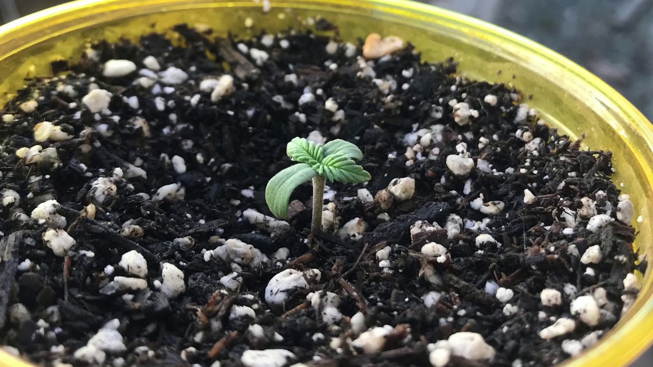 Marijuana: Indica time lapse