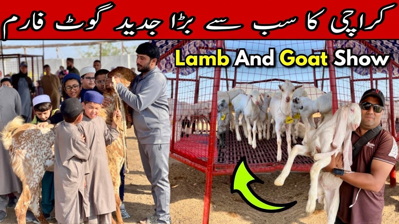 Karachi Ka Biggest Modern Goat Farm 😍| Lamp & Goat Show | Abulqasim Goat Farm Qurbani 2026 Special 🔥