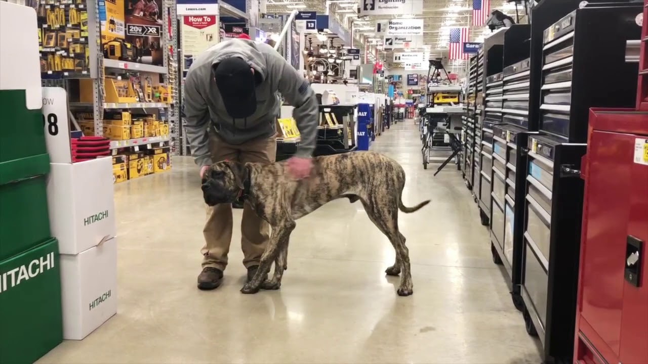 Toledo Dog Training: English Mastiff, Gus- Before/After Two Weeks!