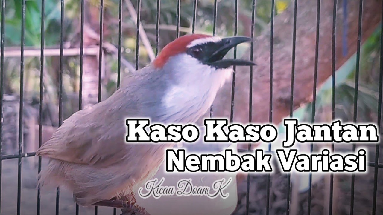Kaso Kaso Jantan Gacor Nembak