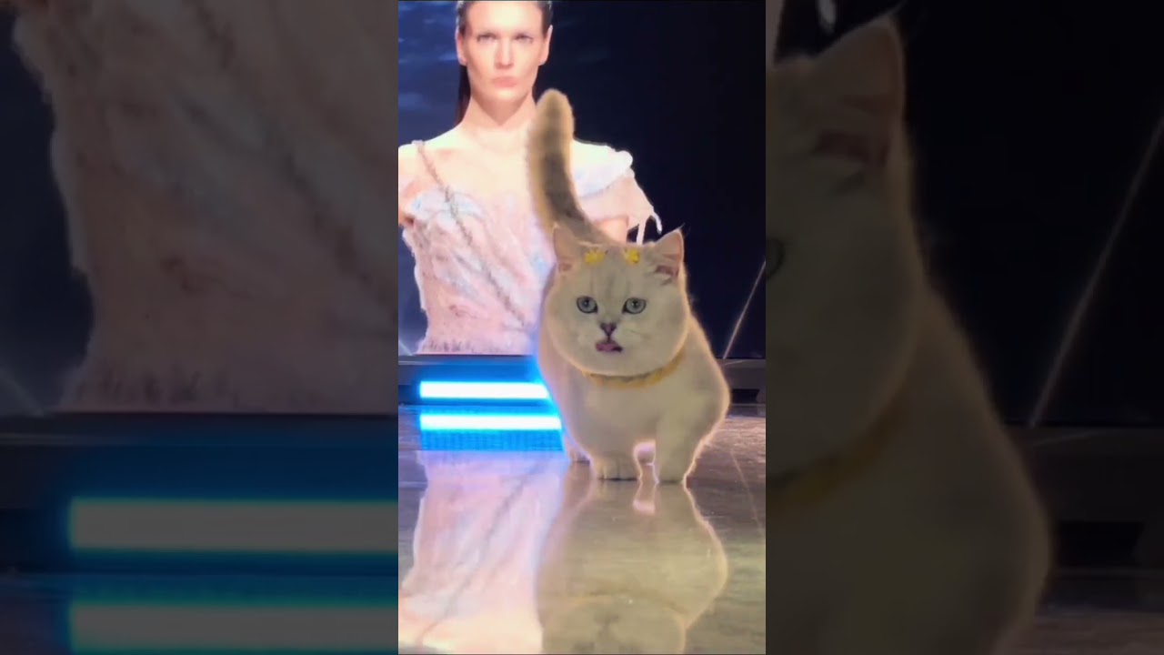 Catwalk Couture: Feline Fashion on the Purrfect Runway! 🐾👠 | Shorts