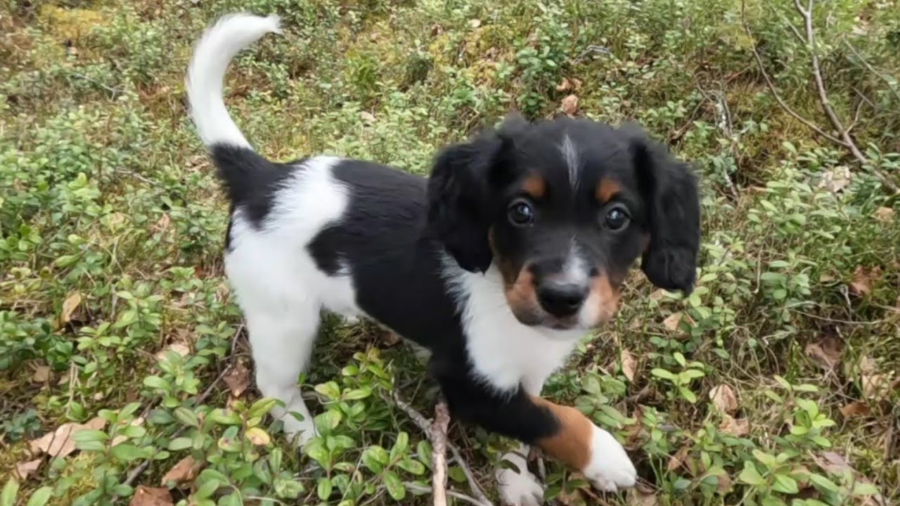 Nova, pennusta metsälle