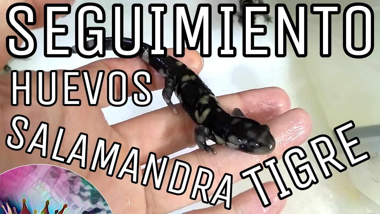 Seguimiento huevos salamandra tigre Parte 6/6 (Ambystoma tigrinum)