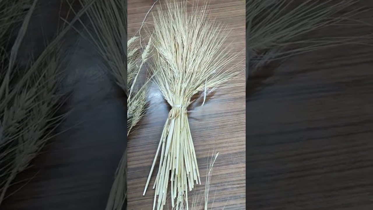 Tahıllar #buğday, #arpa, #&ccedil;avdar, #triticale ve #yulaf