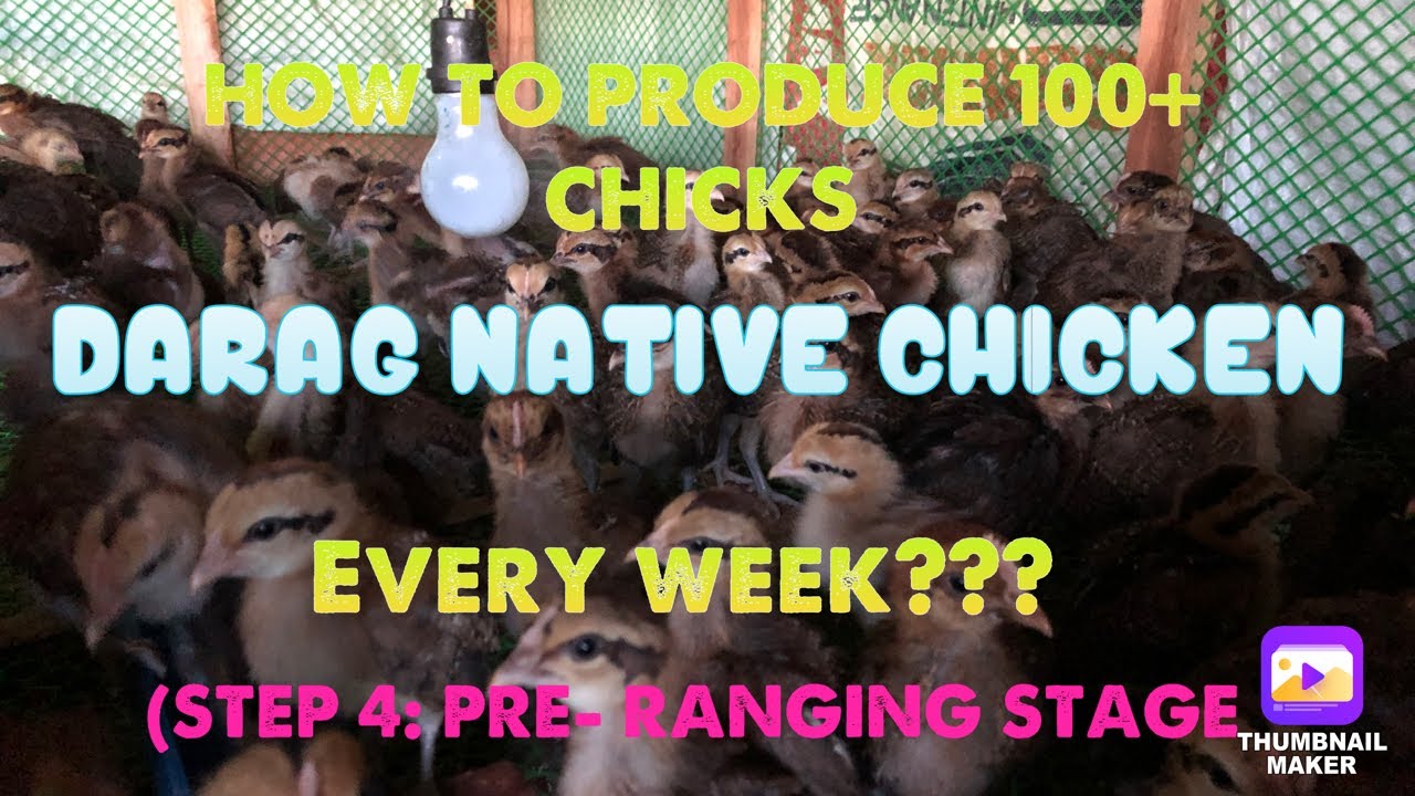 PRE- RANGING~ STAGE 4| HOW TO PRODUCE 100+ CHICKS DARAG NATIVE CHICKEN EVERY WEEK
