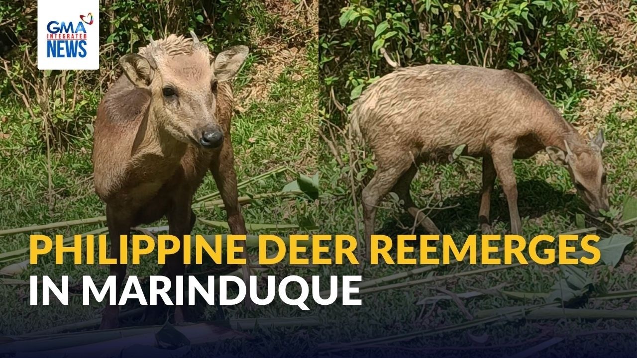 Philippine deer reemerges in Marinduque&mdash;DENR MIMAROPA | GMA Integrated News