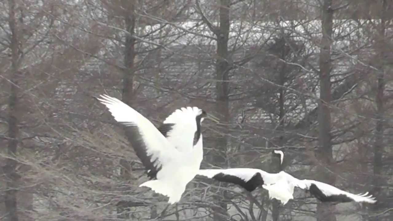 Red-Crowned Cranes Dancing by Martha Kao - HD