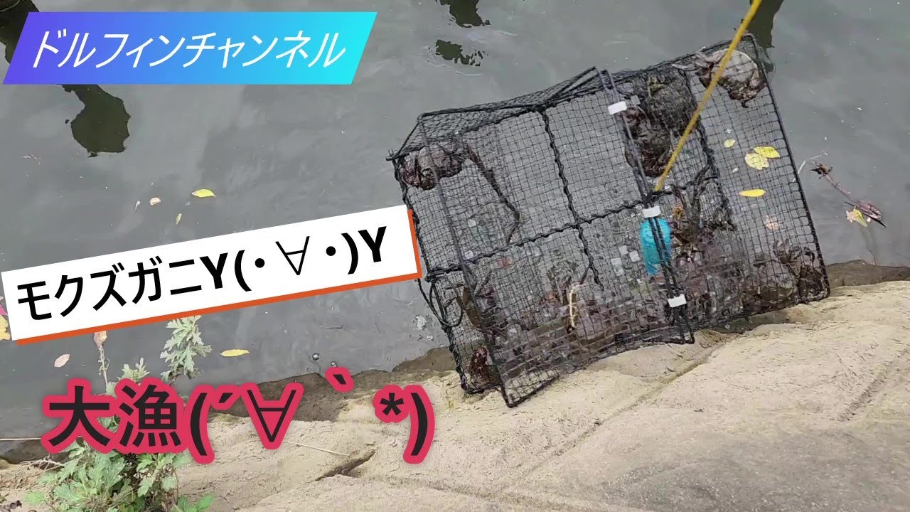 ２０２２年　カニマンションでモクズガニ捕り