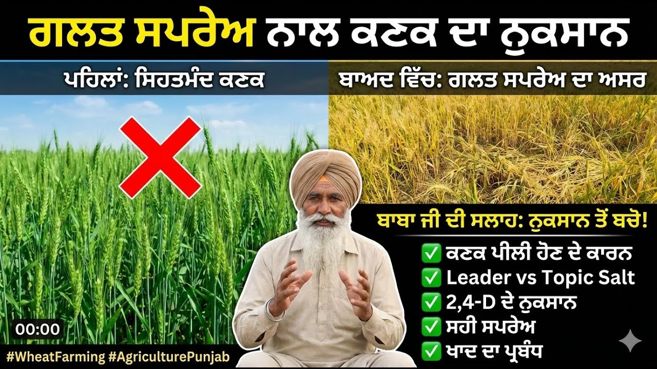 ਕਣਕ ਪੀਲੀ ਹੋਣ ਦਾ ਅਸਲ ਕਾਰਨ! ਗਲਤ ਸਪਰੇਅ ਨੇ ਕੀਤਾ ਨੁਕਸਾਨ। (Wheat Farming Mistake)