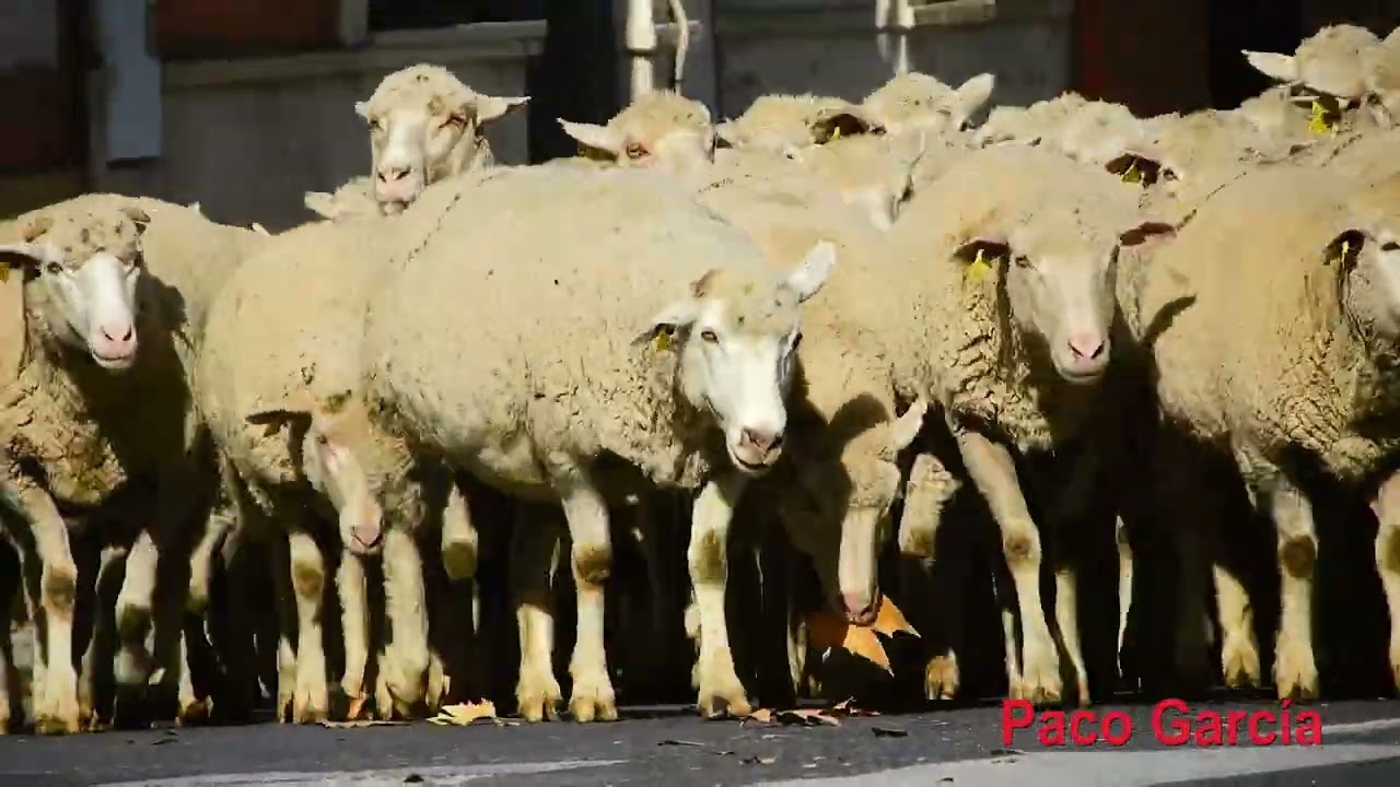 Trashumancia 2023 por Puertollano