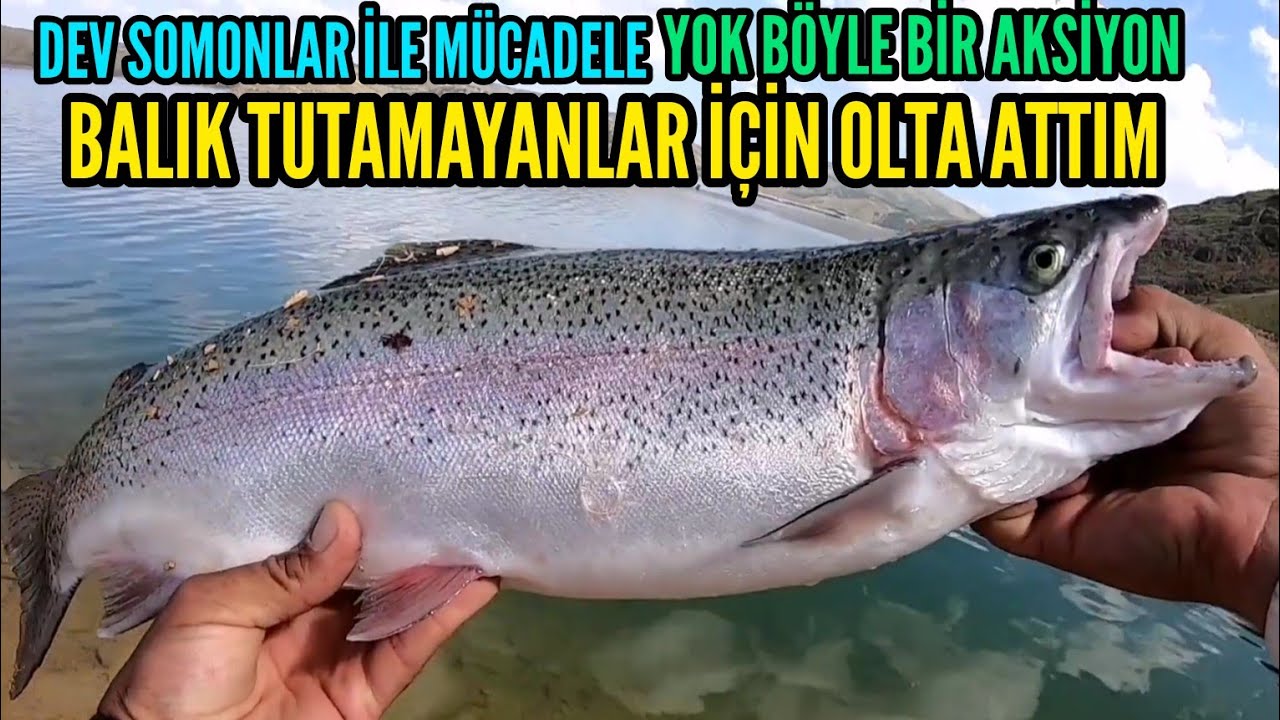 Ловля турецкого лосося, Ловля стальноголовой форели, Ловля радужной форели