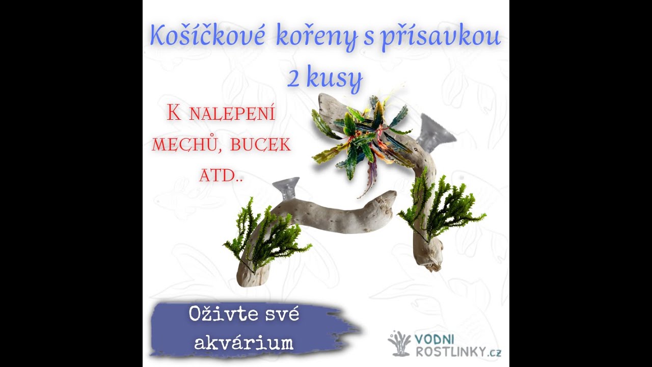 Košíčkové kořeny  na přísavce ( lepení mechu, anubiasů a bucek..)