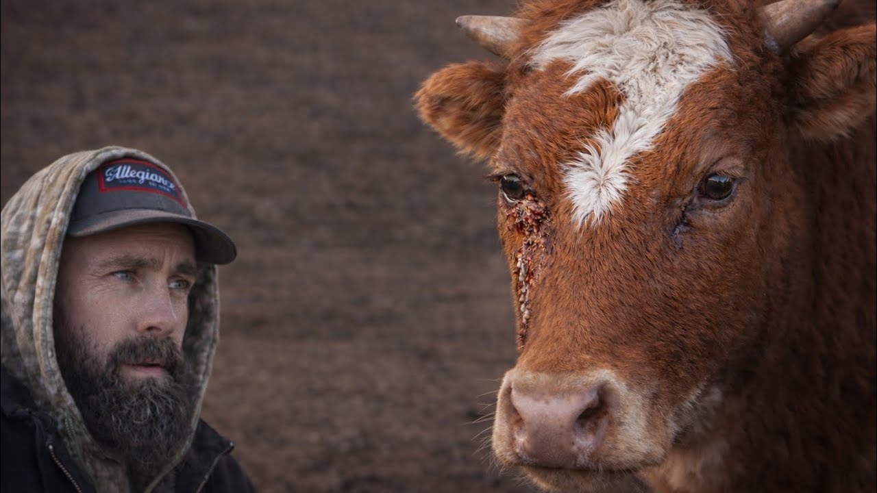 This Calf’s Eye Is Not Good…The Cows Started Fighting