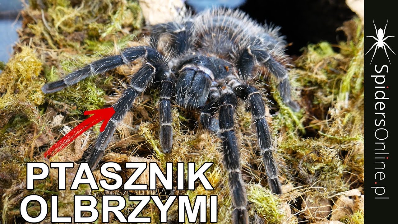 OLBRZYMI PTASZNIK dostaje nowe terrarium - opis Lasiodora parahybana - spidersonline.pl