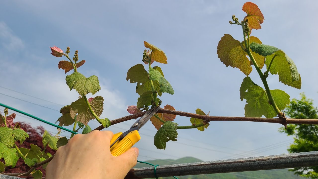 초보자도 포도 주렁주렁 열리게 하는 포도나무 순치기 방법.