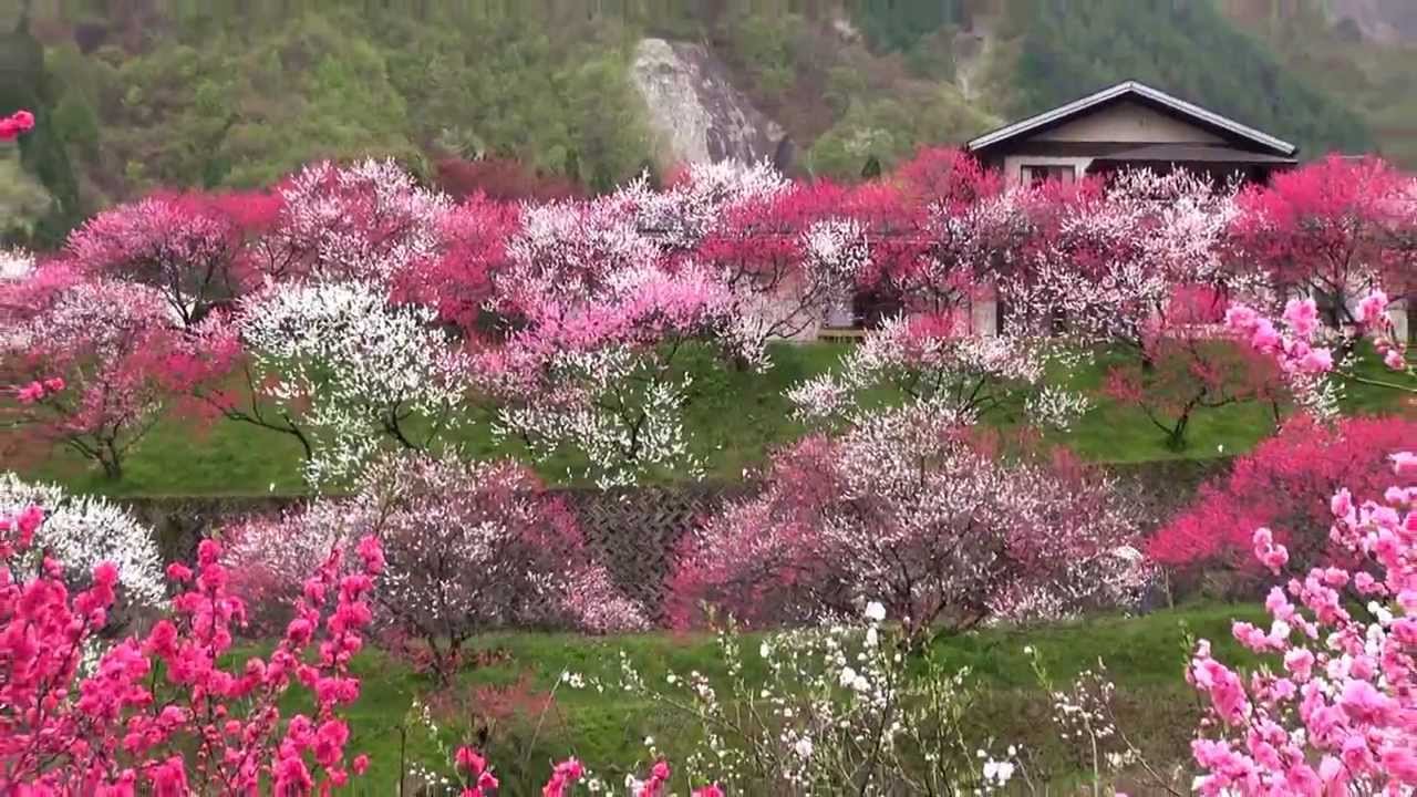 見頃になった園原花桃の里