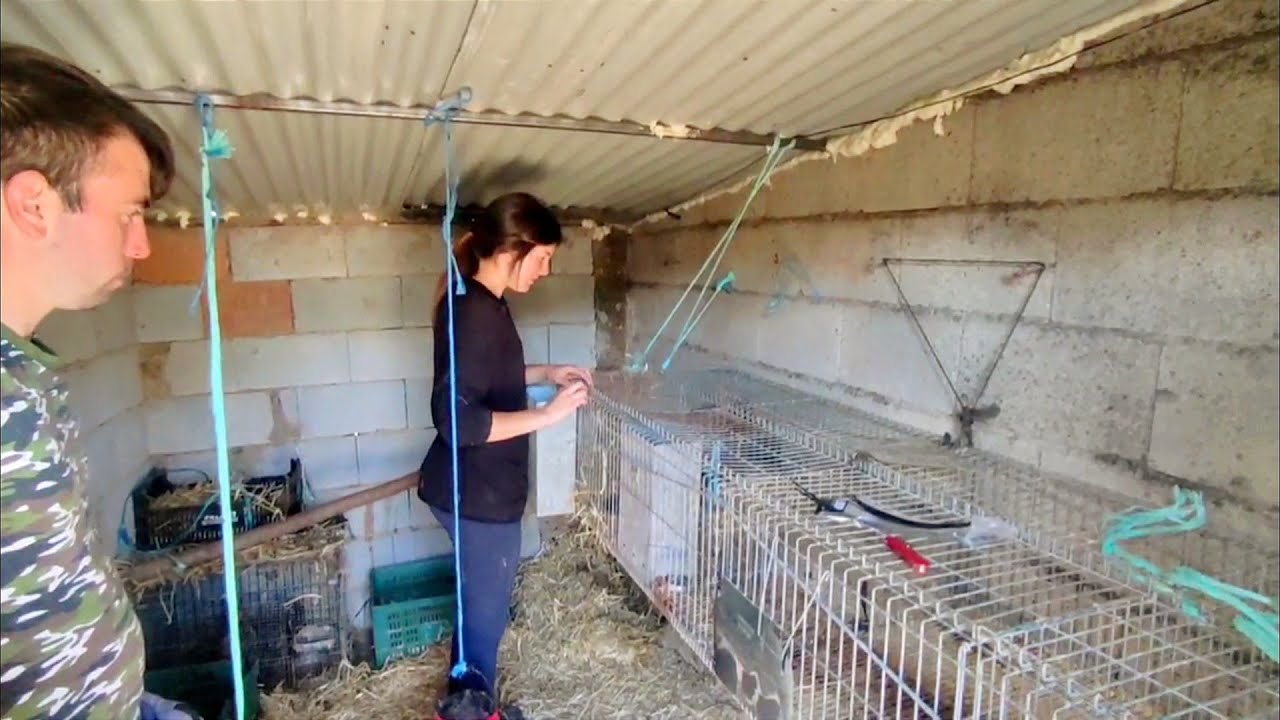 Nazaret y Richard reorganizan el gallinero pa separar a los pollos
