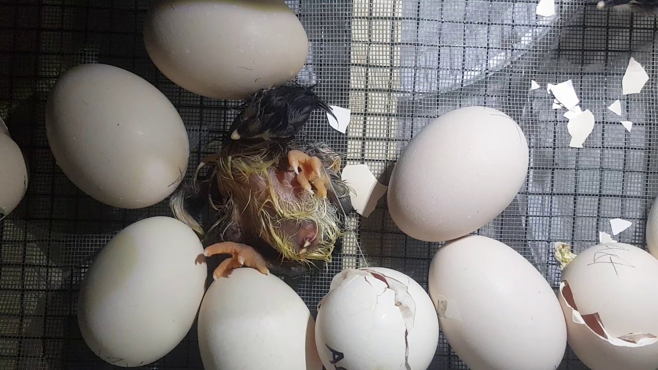 Izlijeganje pilića u inkubatoru-Hatching Australorp