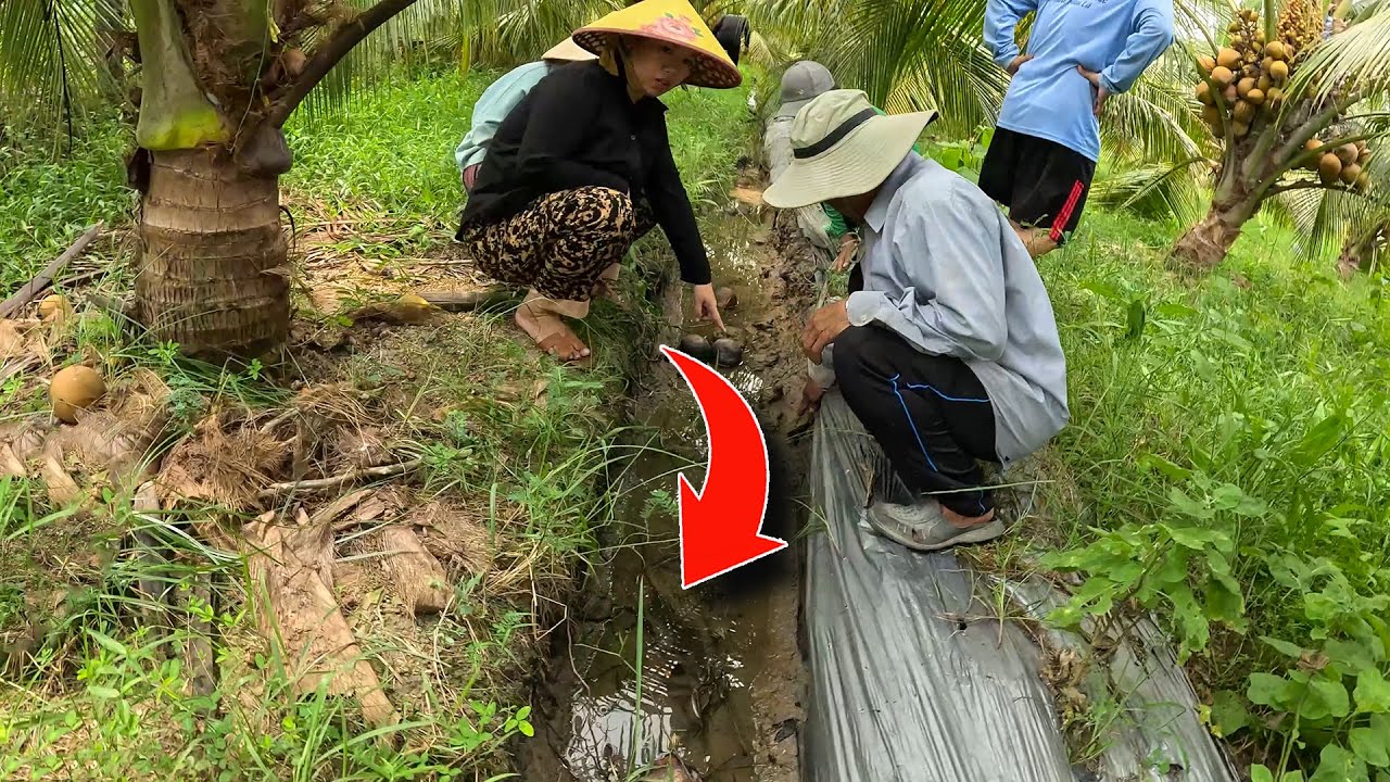 Cặp Rắn Nguy Hiểm Ở Cạnh Chuồng Gà | TGSB 