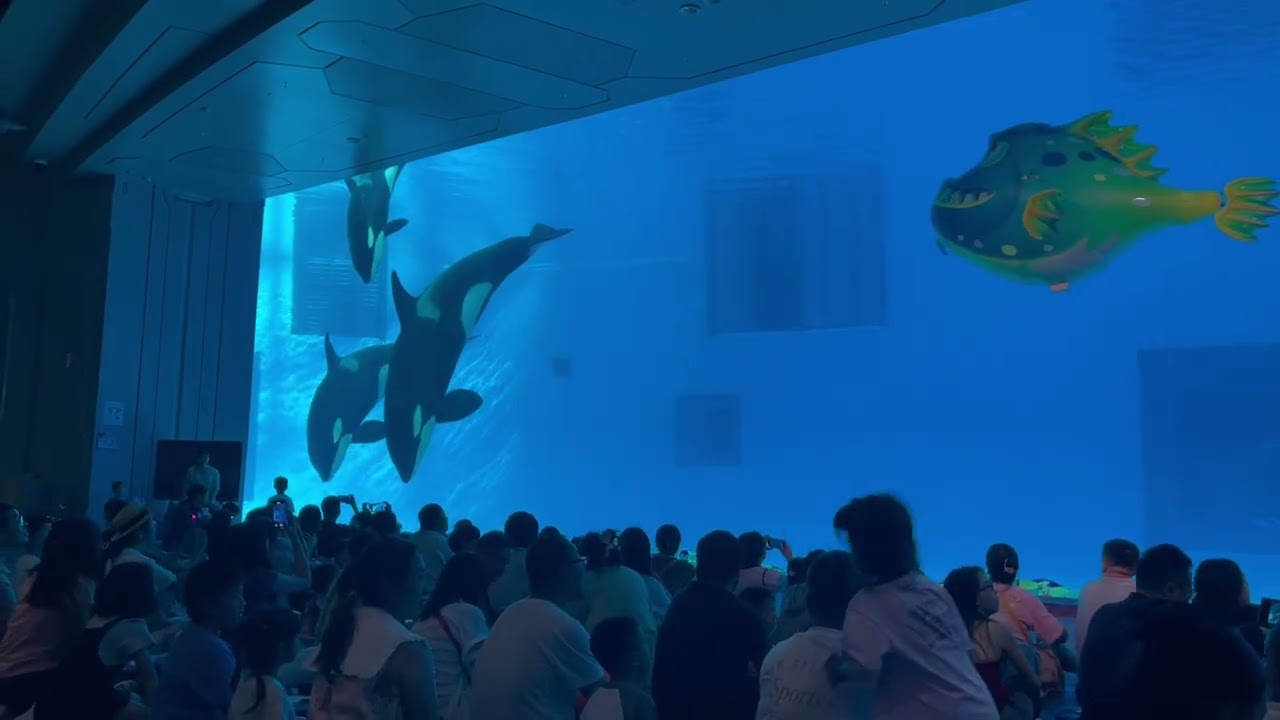 Orca Underwater Show at Chimelong Spaceship Park 2025 
