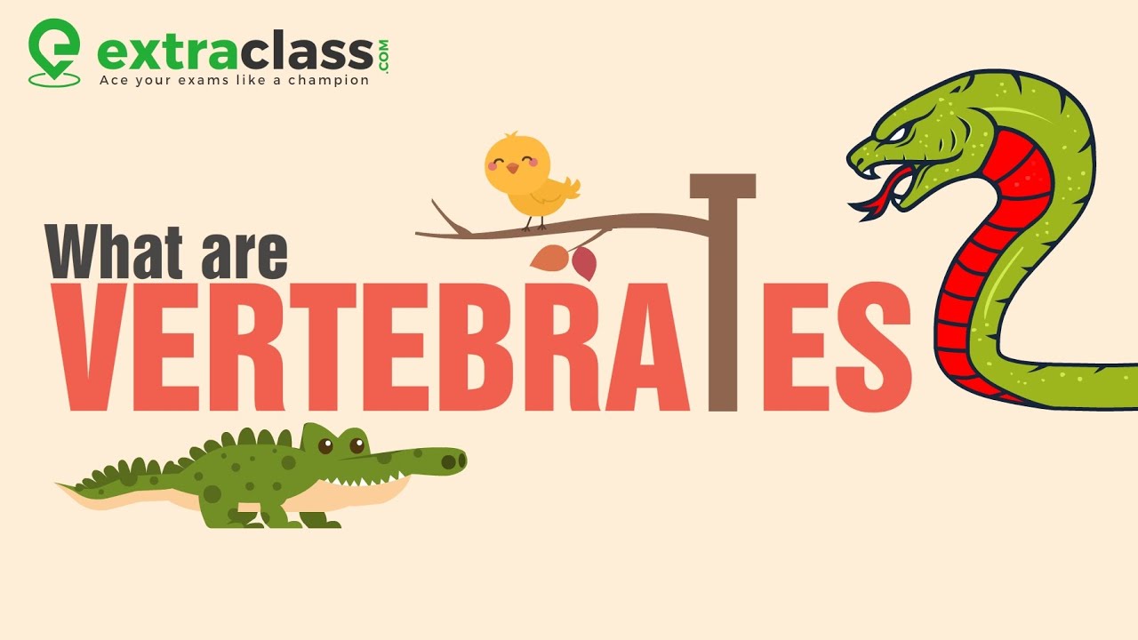 What are vertebrates ? | Biology | Extraclass.com