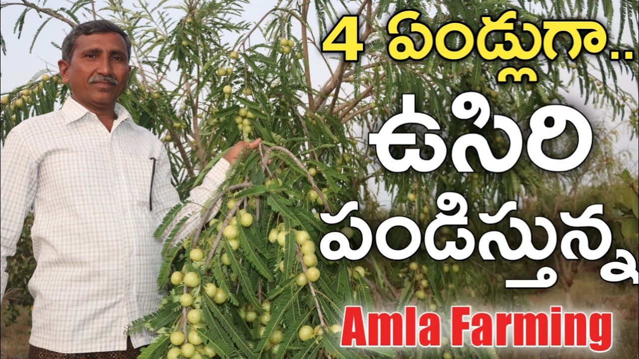 ఉసిరి సాగు చేస్తున్న.. ఏటా రెండు పంటలు | Amla Cultivation | రైతు బడి
