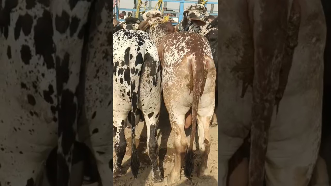 Domail Mandi ky Bary Bachry 🖤🖤🖤 #love #cow #cattleworld #cowgoat  #cattlemarket #cattlefarming