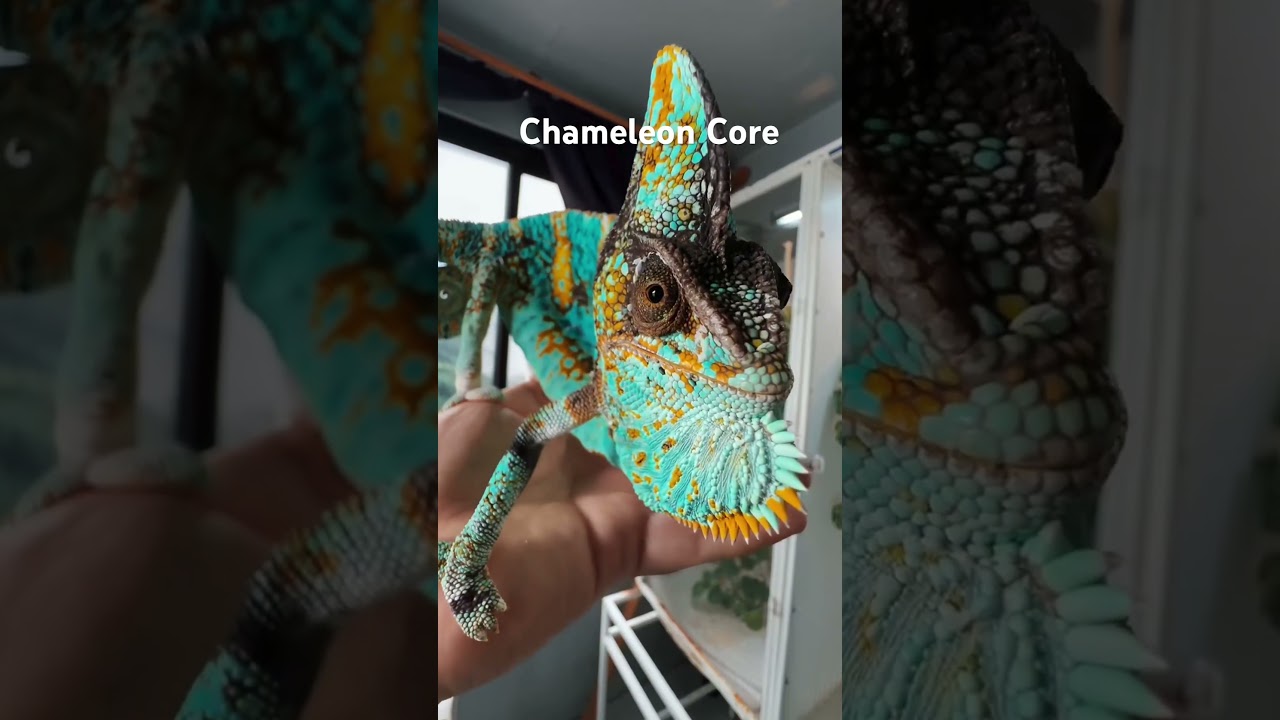 Chameleon Core #animalshorts #chameleon #chameleons #cuteanimals