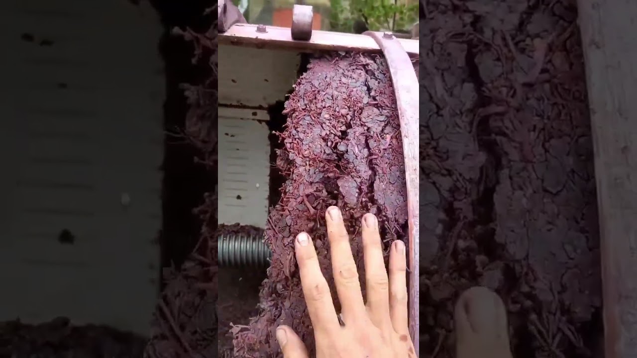 Wine Press | Winemaking and How Wines is Made! #shorts #fyp