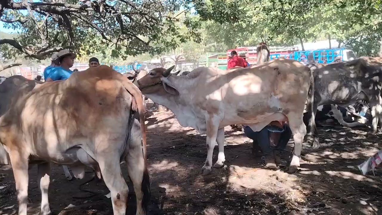 Vacas Paridas en El Transito San Miguel El Salvador 13/02/2026 