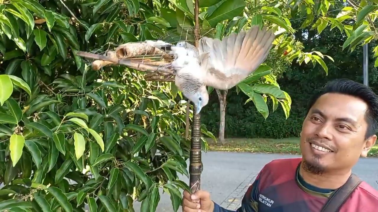 MEMIKAT MERBUK / PERKUTUT... SI HUJAN BARU SIAP MELURUH...