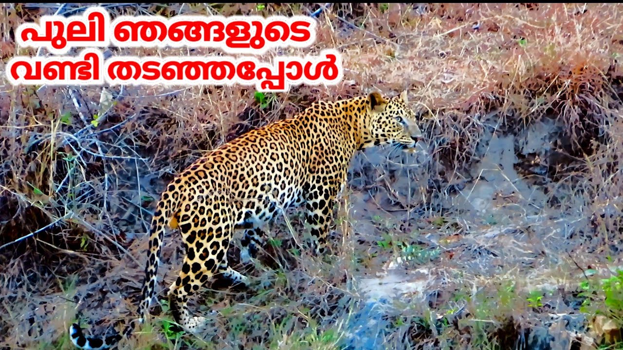 പുലി ഞങ്ങളുടെ വണ്ടി തടഞ്ഞപ്പോൾ |Bandipur Tiger Reserve Forest Safari
