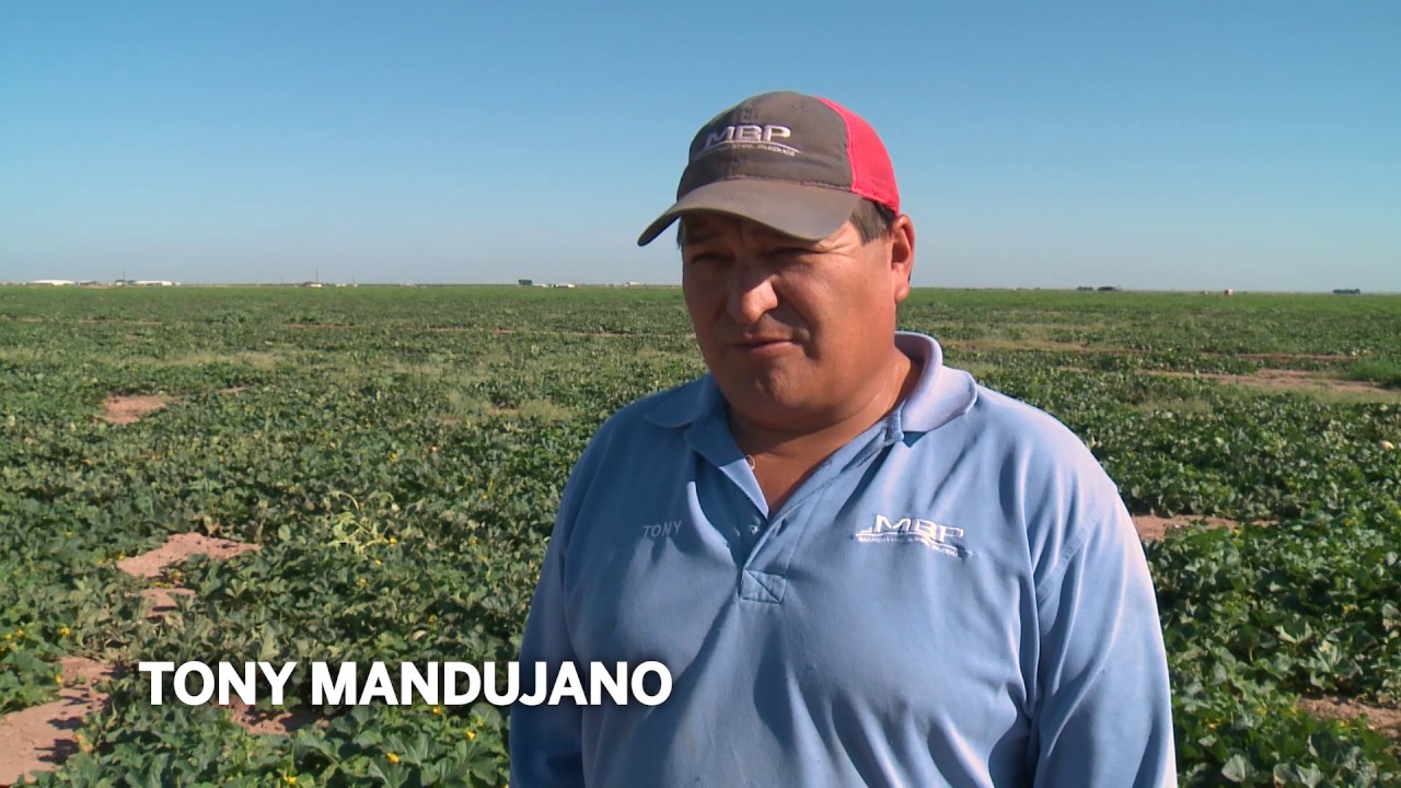 Meet a Farmer | Pecos Cantaloupes