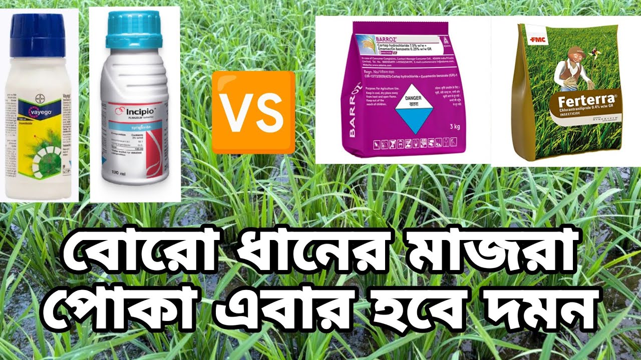 বোরো ধানের মাজরা পোকা দমনের ১০০% উপায় 🔥 4g দানা ও স্প্রে-র কীটনাশক